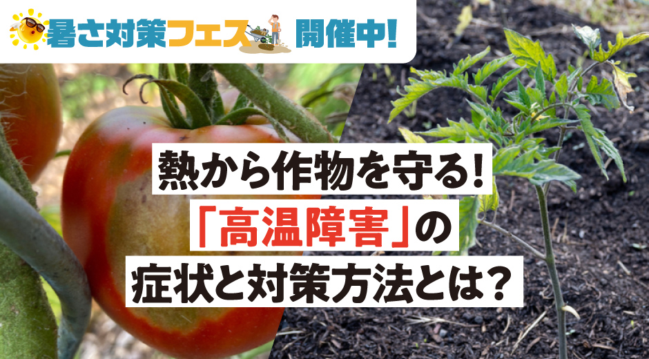 夏の高温障害から作物を守ろう！